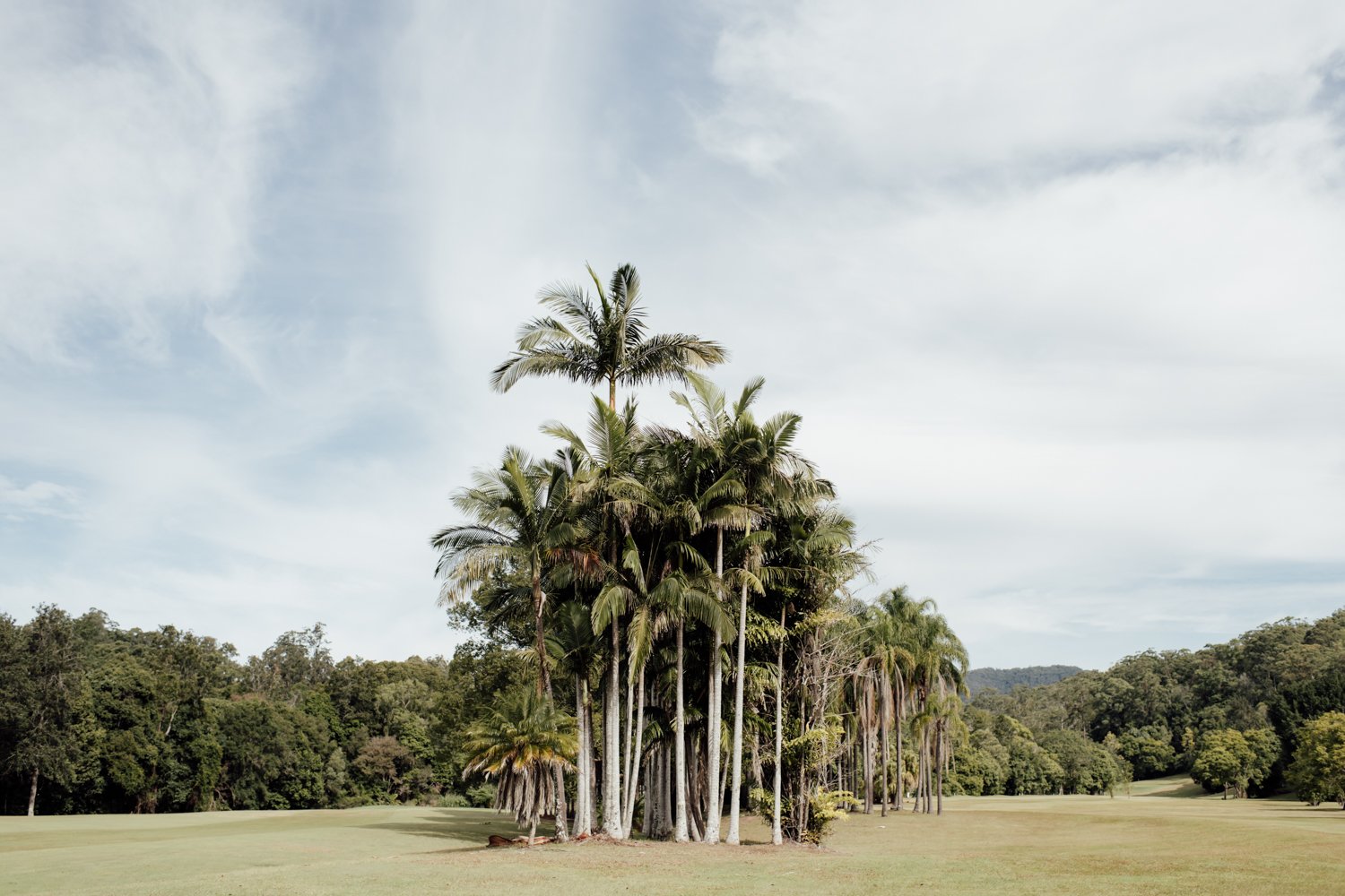 The Acre Palm Trees